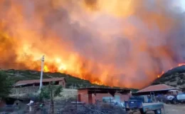 Salihli’de Orman Yangınlarına Karşı Seferberlik